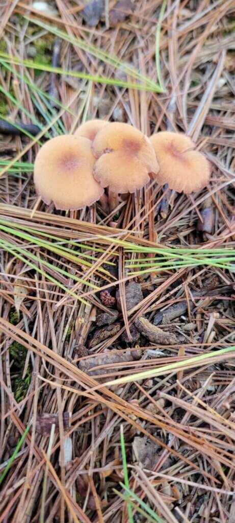 שליחות הוראה בניו יורק קריאה והבנת הנקראשׁ